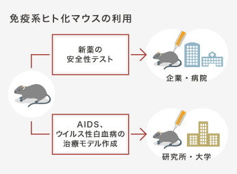 免疫系ヒト化マウスの利用の説明図