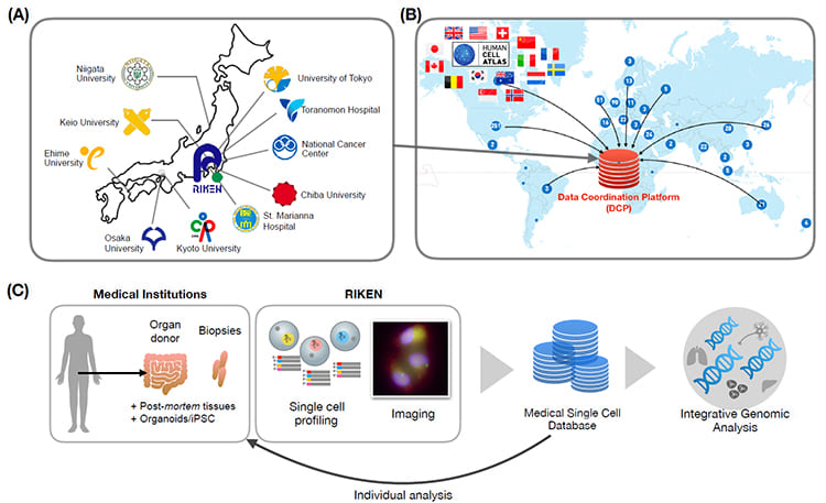 figure of The Single Cell Medical Network in Japan