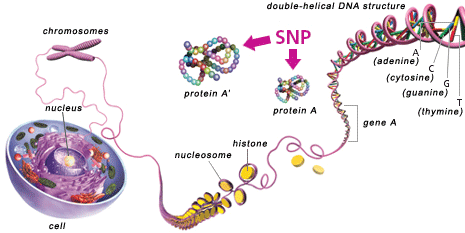 figure of genome