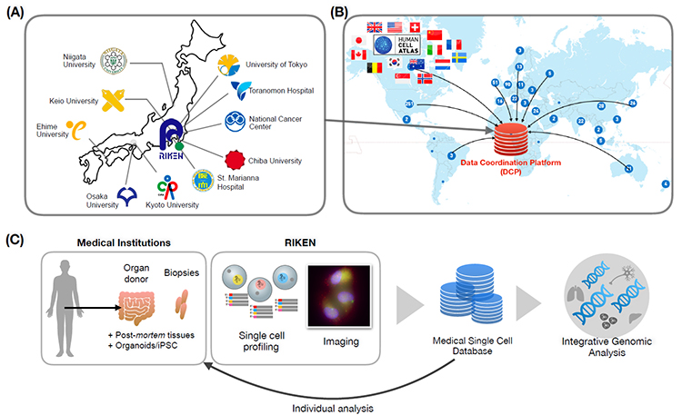 figure of The Single Cell Medical Network in Japan