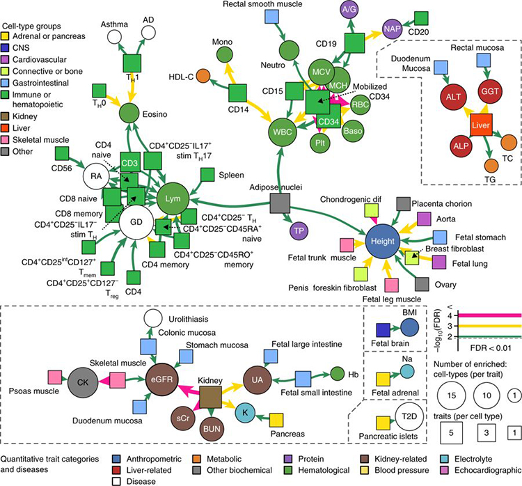 figure of Genomic analyses reveal cell-type specific networks of complex traits