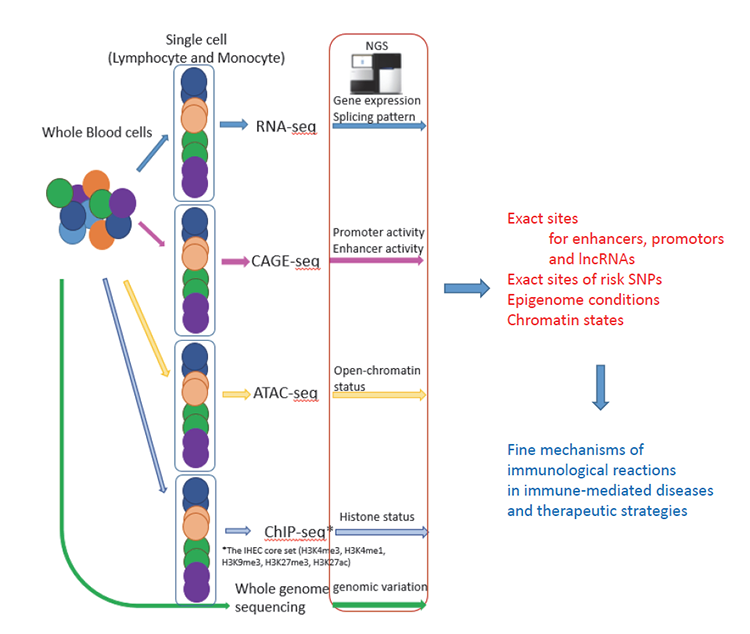 figure of Integration of genetic information and immune functions: The eQTL project