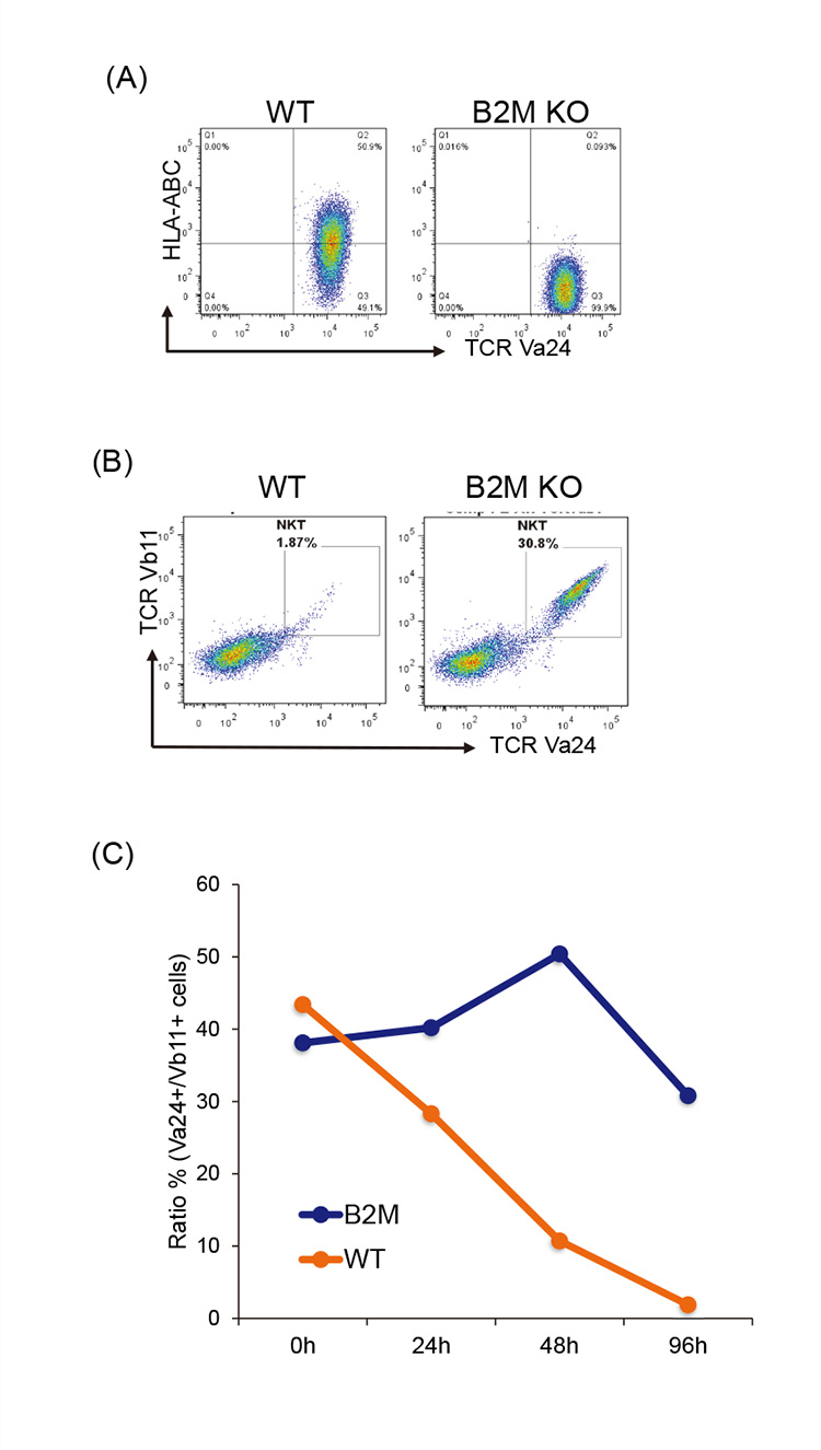 figure of Minimization of alloreactive CD8