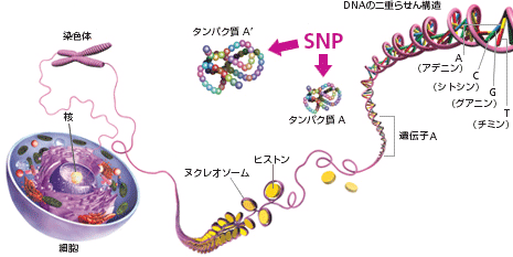 遺伝子の説明図