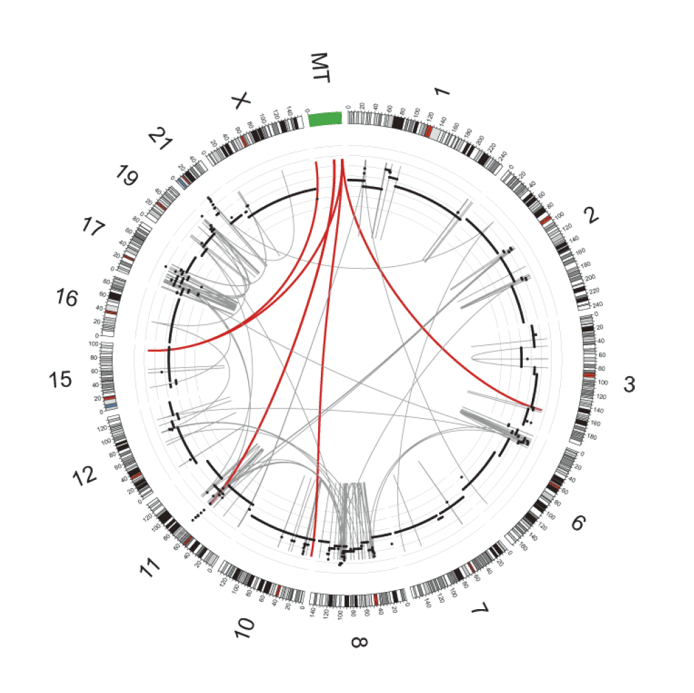 A Circos plot representing somatic mtDNA nuclear transfer events in a bladder cancer genome