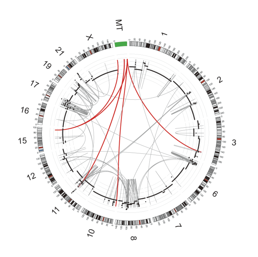 体細胞においてmtDNA（MT）が核ゲノムに移行した現象のCircosプロット（膀胱がんゲノム）