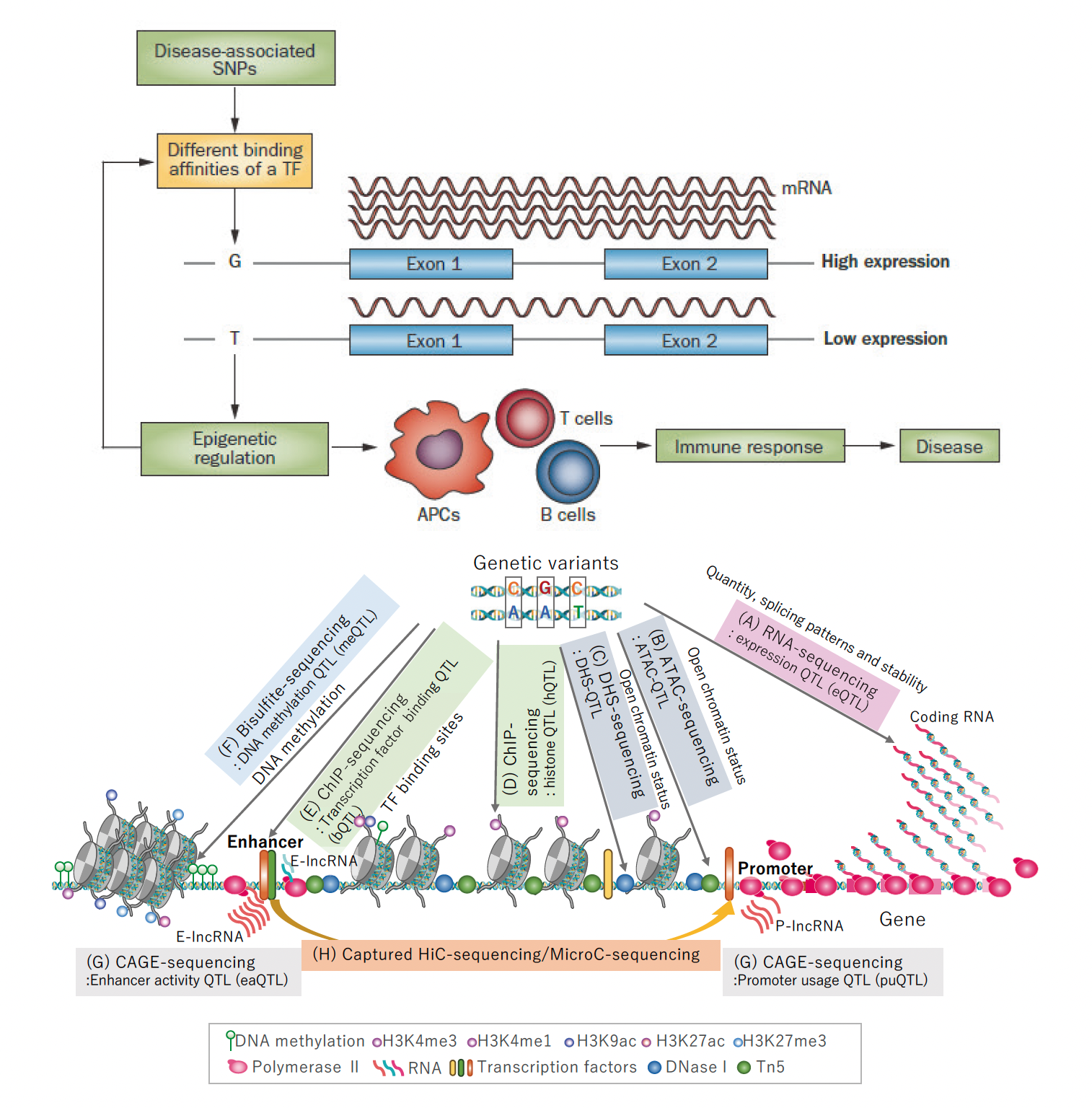 Integration of genetic information into immune functions: The eQTL project