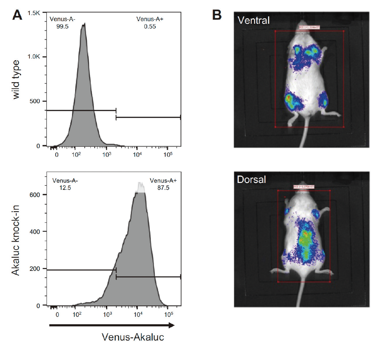 マウス体内でAkalucを発現しているiPS-Vα24+iNKT細胞の分析結果