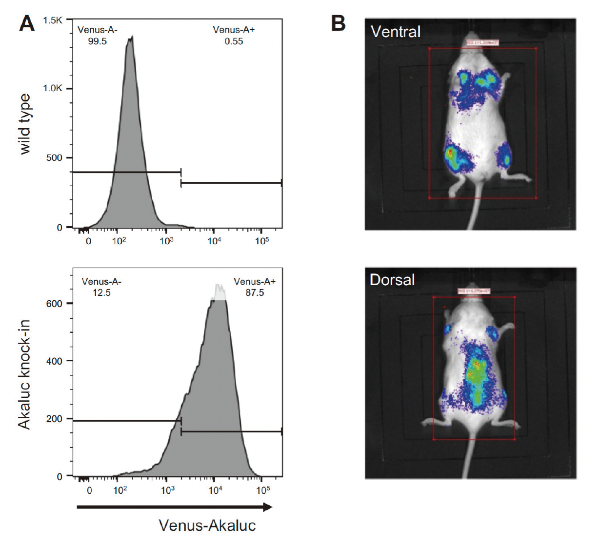 Integration of genetic information into immune functions: The eQTL project