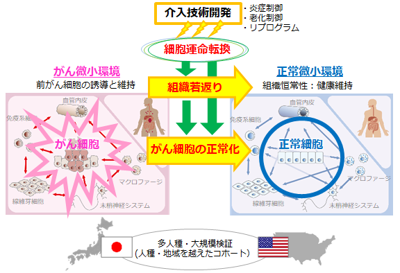 細胞運命転換を用いた若返りによるがんリスク0の世界