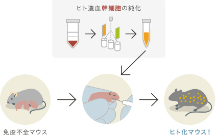拒絶能力のない免疫不全マウスにヒト細胞を注射の説明図