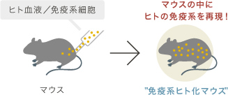 ヒト化マウスの説明図