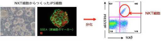 分化の説明図