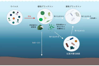 海洋のウイルスと物質循環の関係（BioRender (https://biorender.com)を使用して作成）:画像