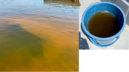 ヘテロシグマ・アカシオ（植物性プランクトンの一種）による赤潮の様子（左：ボートから撮影した様子／右：バケツで汲んだ赤潮海水）:画像