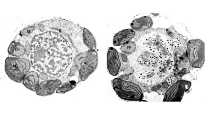 ヘテロシグマ・アカシオ（植物性プランクトンの一種）の細胞断面の電子顕微鏡像（左：ウイルスが感染していない細胞／右：ウイルスに感染した細胞）N: 核, CH: 葉緑体, VP: ウイルス粒子, M: ミトコンドリア, FP: 脂肪滴, G: ゴルジ体:画像