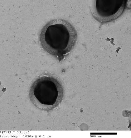 ウイルス感染により花が縞模様になったチューリップ（写真提供：大島一里（佐賀大学））