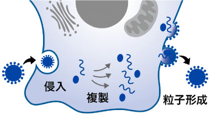 動物細胞へのウイルス感染の模式図:画像