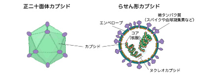 イラスト提供：藤田陽子 (京都大学):画像