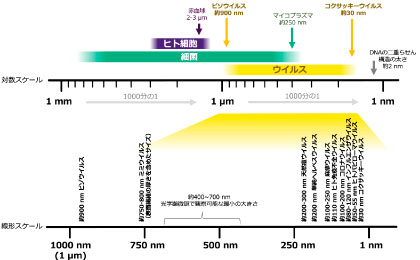 ウイルス粒子の大きさの例（注２）:画像