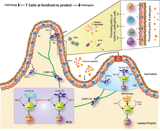 Laboratory for Immune Crosstalk | RIKEN IMS