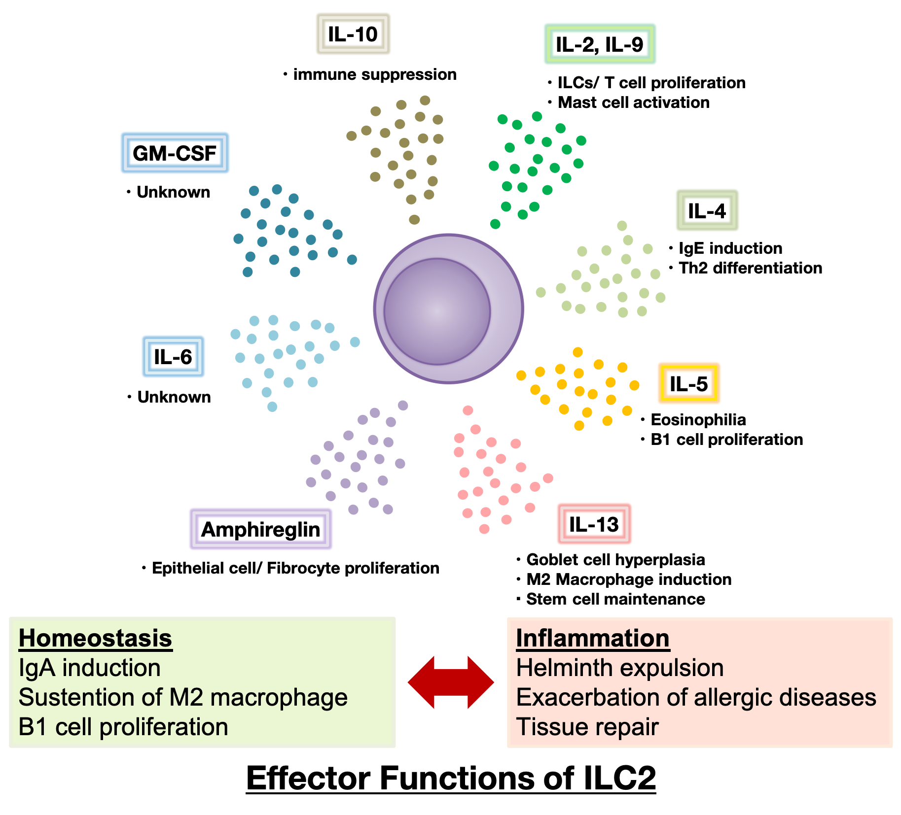 Effector Functions of ILC2